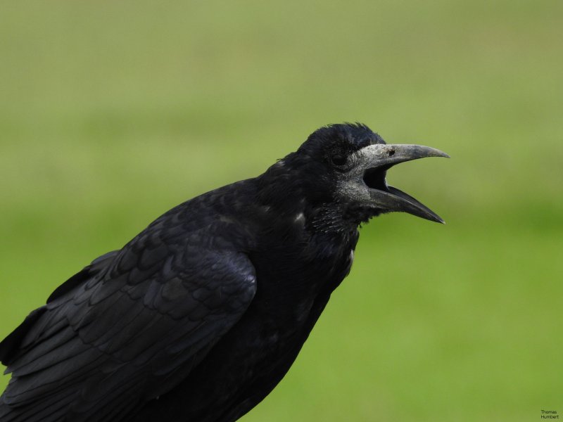Krauķis (Corvus frugilegus)