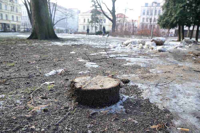 Līdz 25. februārim norit publiskā apspriešana par koku ciršanu Vērmanes dārzā. Parka apmeklētājus apdraud divas trupes bojātas kļavas, liepa, divas kalstošas asās egles, tūja. Kā redzams attēlā – viens koks jau nozāģēts, kaut sabiedriskā apspriešana par koku zāģēšanu šajā parkā vēl nav beigusies.