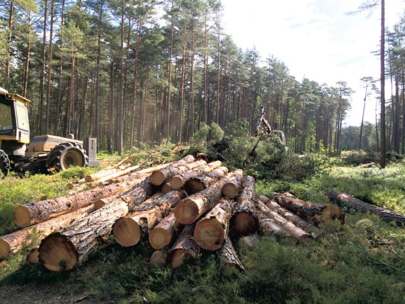 Latvijas valsts mežus cirtīs tikpat lielos apjomos kā līdz šim – sola jaunās valdības deklarācija.