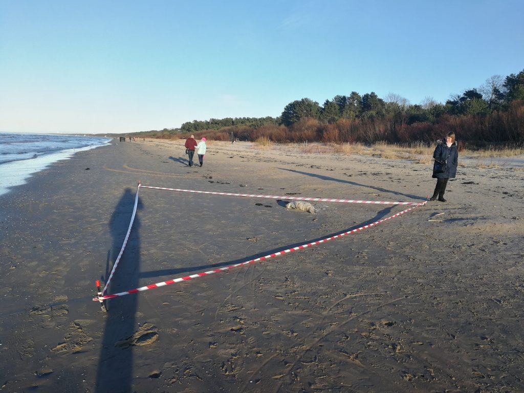 Dabas sargi drošības nolūkos norobežojuši ronēnu Jūrmalā, lai viņu netraucē garāmgājēji.