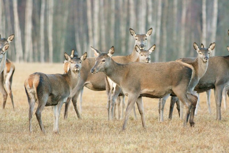 Staltbriedis, kā izrādās, Kurzemē ir kļuvis par lielāķo probolēmu, kuras dēļ neesot iespējams izaudzēt mežu.