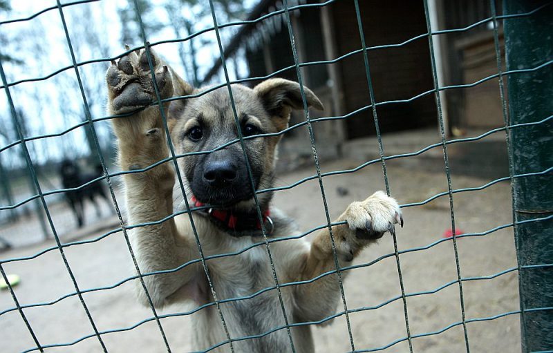 Patlaban patversmē “Ulubele” ik dienu uzturas ap 500 dzīvnieku – 200 suņi un 300 kaķi. Taču pērn tikai katrs piektais patversmē nonākušais dzīvnieks bijis čipots un reģistrēts.