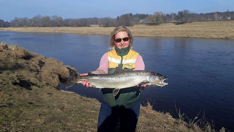 Anitas lielā loze – 4,3 kg smagais lasis.
