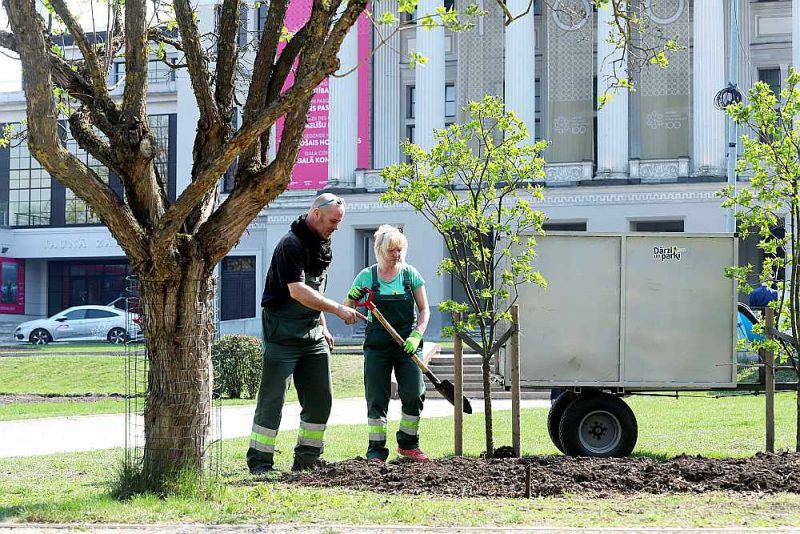 Rīgas dārzos un parkos jau sākušies apzaļumošanas darbi, bet vasaras puķēm dobes vēl tiek gatavotas. Vakar SIA "Rīgas meži" daļas "Dārzi un parki" darbinieki strādāja skvērā pie Nacionālās Operas un baleta ēkas.