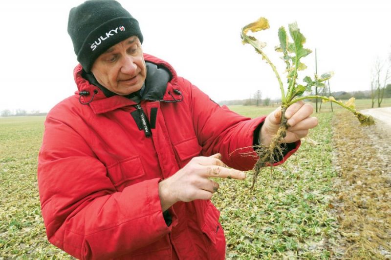 Jānis Litiņš: Marta sākumā redzam, ka rapsis vēl nav pamodies, tam nav balto saknīšu.