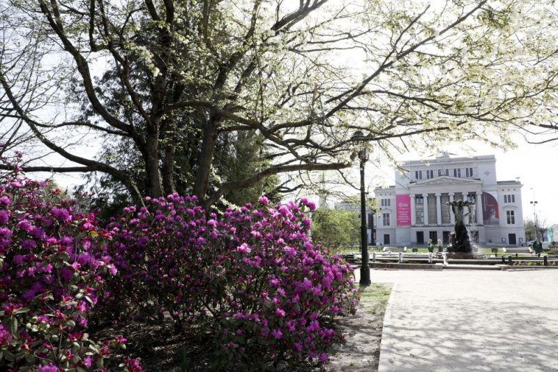 Skvērā pie Operas nama zied magnolijas un rododendri.
