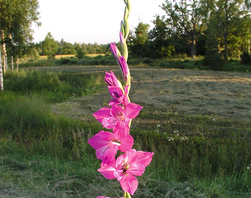 Gladiolus imbricatus