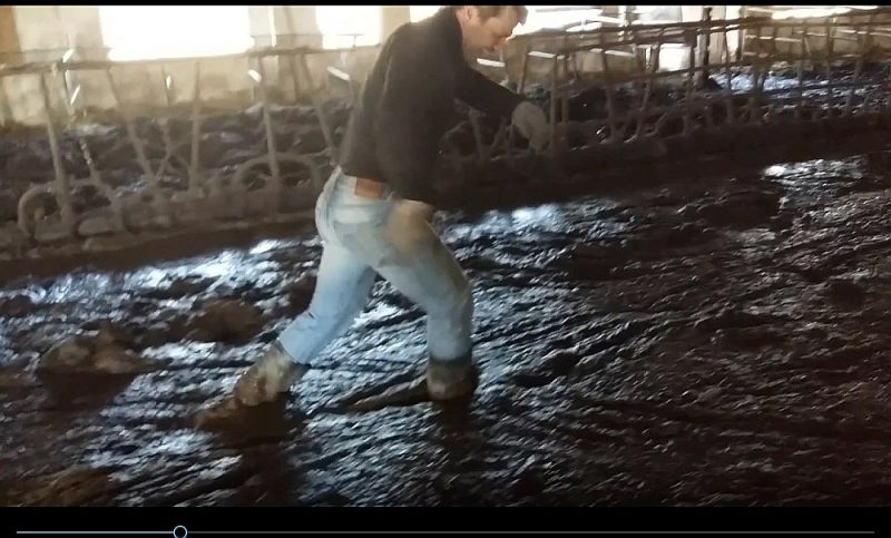 Šāda aina 2017. gadā pavērās uzņēmējam, kurš savam māsasdēlam bija izīrējis fermu. Tā bijusi nolaista kritiskā stāvoklī, mēslu slānis – līdz metram biezs.