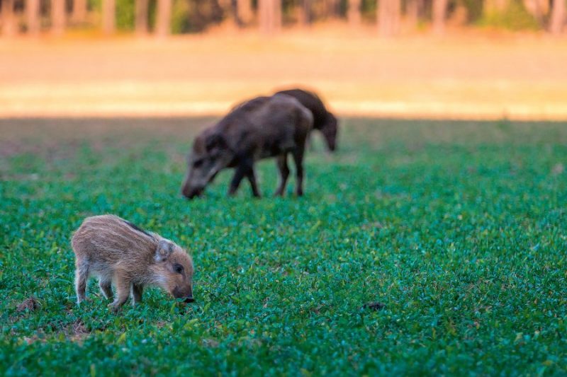 Latvijā šogad “ACm atklāts 136 mežacūkām, Lietuvā – 207 mežacūkām. Uzraudzības zonu paredzēts palielināt līdz 10 500 ha, buferzona sasniedz jau teju 60 000 ha.