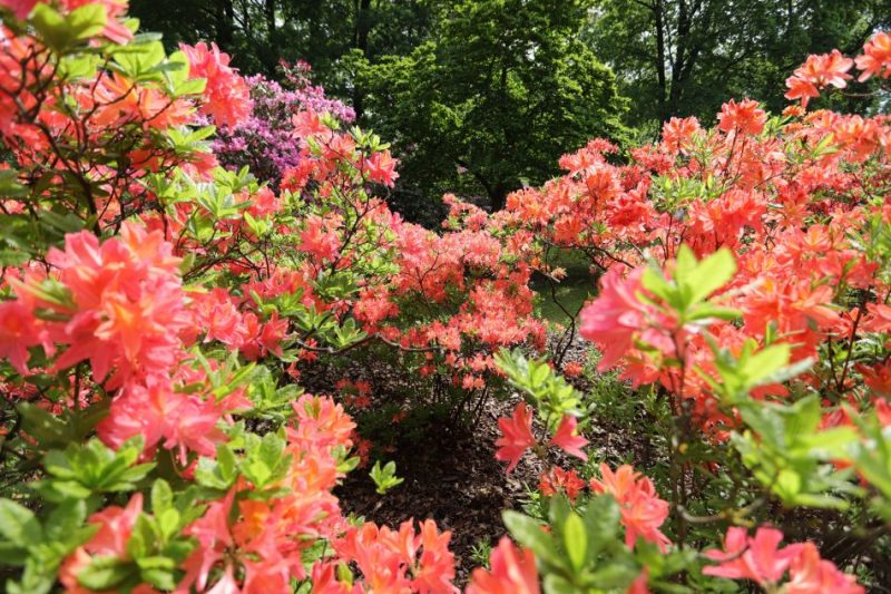 LU Botāniskajā dārzā krāšņi uzziedējusi rododendru kolekcija