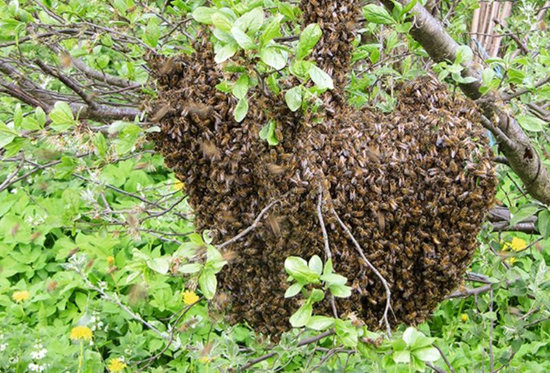 Maija spietus uzskata par labākajiem jaunu saimju veidošanai.