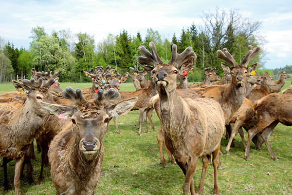 Samta ragi briežiem “Cervus aureus” audzētavā.