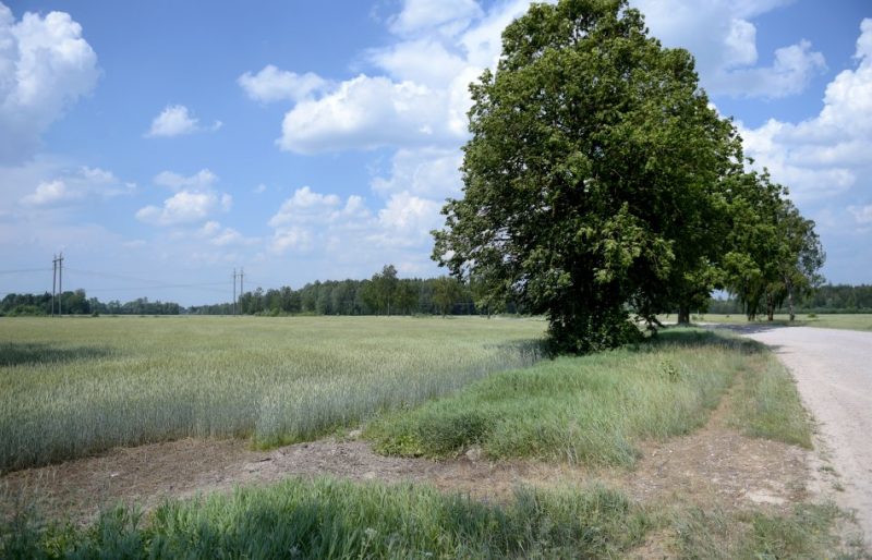 Izdedzinātā zāle no izgāztajām ķīmiskajām vielām labības lauka malā ceļā no apdzīvotas vietas Garozas Ozolnieku novadā uz Olaini.