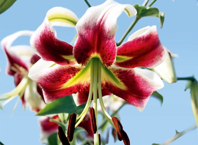 ‘Leslie Woodriff’
