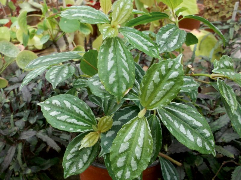 ‘Pilea cadierei’