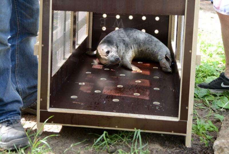 Pavasarī izglābtos roņus, kuri mitinājās Rīgas Zoodārzā, aizved uz jaunām mājām Serbijā, 21.06.2019.