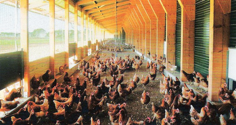 Putnu mītnes iekšskats, praktizējot brīvo turēšanu uz dziļiem pakaišiem. Priekšplānā barības izdales līnijas ar šķīvjveida barotavām, kā arī dzeramā ūdens pievades cauruļvadi, kas aprīkoti ar nipeļtipa dzirdnēm. Sānu sienās āra gaisa ievades lūkas, korē – gaisa izvades šahtas ar ventilatoriem.