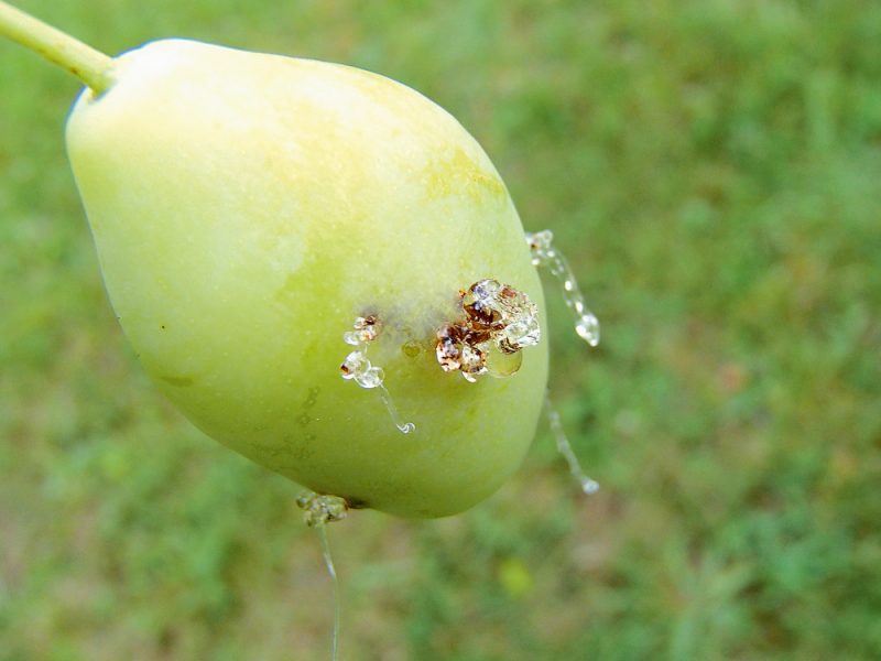Plūmju tinēja kāpurs.