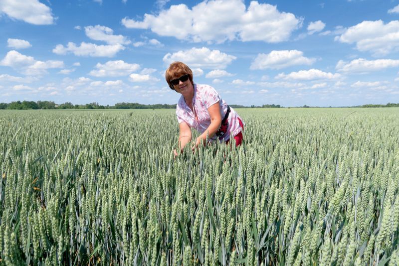 “Akmentiņu” saimniece Daiga Kirkile ir lepna par labi koptajiem kviešu laukiem.