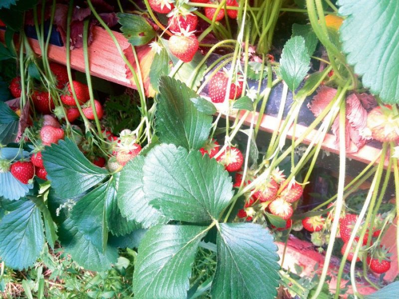 Šķirnes ‘Allegro’ bagātīgā raža.