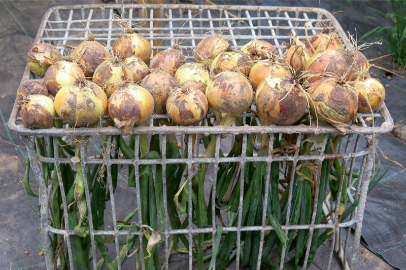 Sīpolus labi žāvēt metāla vai plastmasas taras kastēs. Tās var kraut citu virs citas.