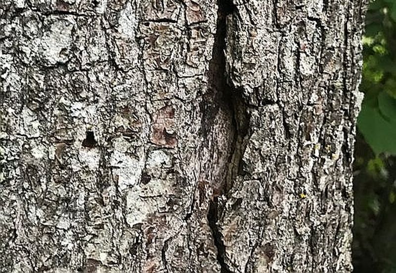 Pazīmes ozolu akūtai kalšanai ir 5–10 cm garas tumšas plaisas ozola mizā, kā arī izdalījumi uz koka stumbra.