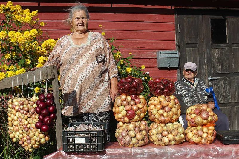 Sīpolu audzēšana ir Peipusa piekrastes iedzīvotāju tradicionālais rūpals, un ik rudeni ciematu ielas pārvēršas par sīpolu izstādi – pārdošanu.