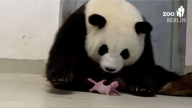 Berlīnes zoodārzā pandai piedzimuši divi mazuļi, 31.08.2019.