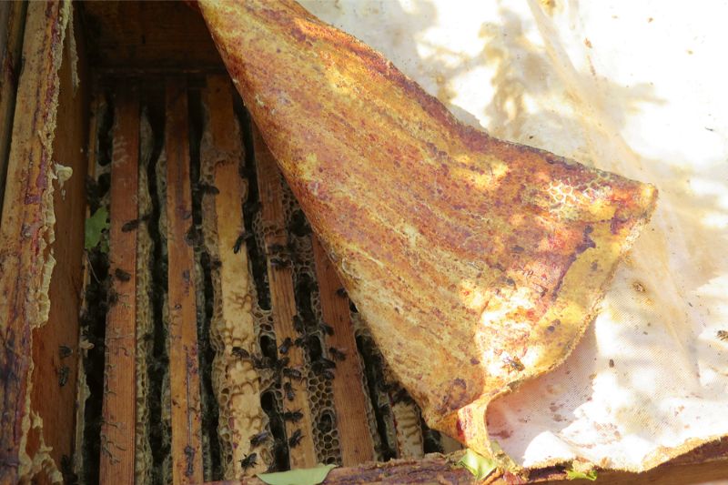 Uz bišu sedziņas ir slānis aromātiska propolisa. Bitēm uz ziemu der uzklāt jaunu, gaisu caurlaidīgāku. Šo var ielikt saldētavā, un propoliss pēc tam labi atdalīsies.