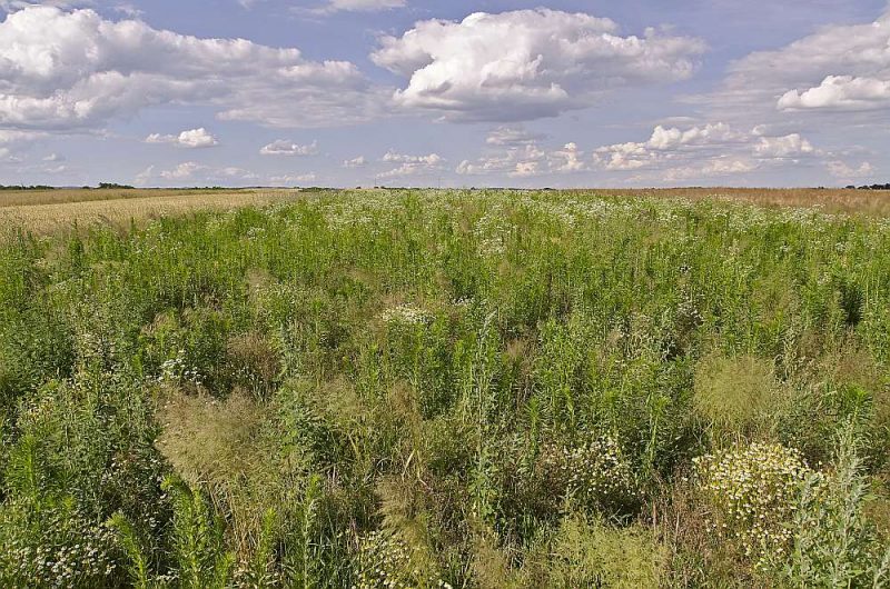 Nekoptas zemes īpašniekiem paredzēto naudas sodu apmēri būs atkarīgi no viņiem piederošo īpašumu platības.