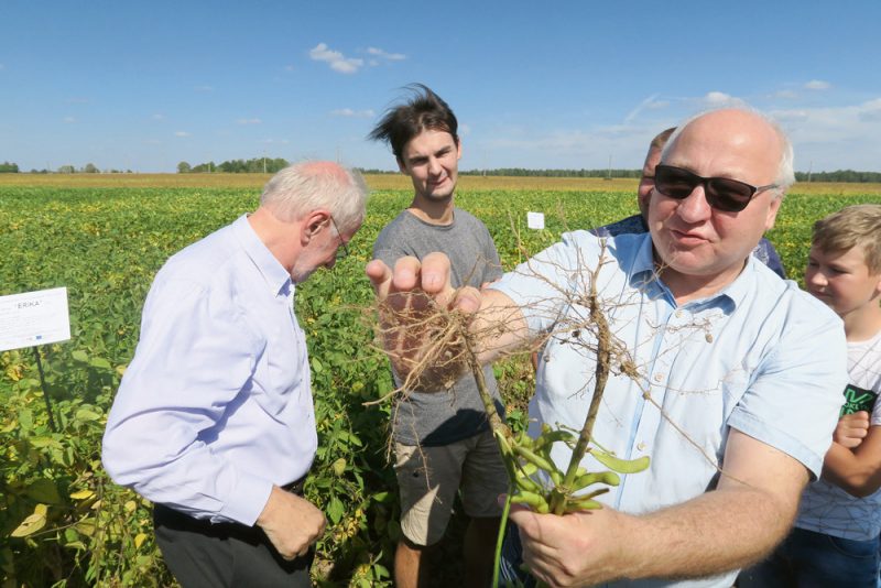 Zinātnieks no Vācijas Ēvalds Sīverdings (no kreisās) un agronoms konsultants Aigars Šutka demonstrē uz sojas saknēm gumiņbaktērijas, kas ir svarīgs nosacījums labas sojas ražas ieguvei.