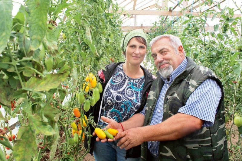 Nadežda un Aivars Ošenieki ar bioloģiskajām metodēm audzē dārzeņus un augļus, tostarp pašu būvētajā siltumnīcā – tomātus un citus dārzeņus.