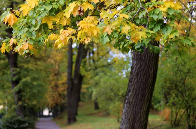 Rudens