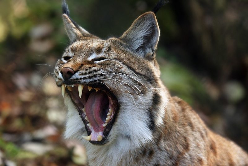 Pagājušajā sezonā no atļautajiem 150 nomedīti 145 – vairāk lūšu tēviņu nekā mātīšu.