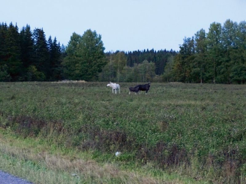 Baltais alnis Somijas pļavās.