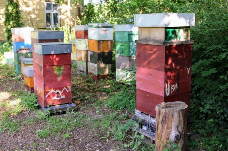 Projektā iesaistītā drava LU Botāniskajā dārzā Rīgā.