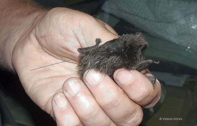 Lai iegūtu jaunus datus par aizsargājamo Eiropas platausi, Latvijas sikspārņu pētnieki ar raidītājiem aprīkoja astoņus sikspārņus un nedēļu sekoja līdzi to dzīvei.