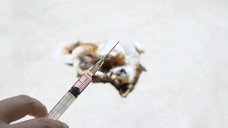 Ceļotājiem, kuri gatavojas doties uz Āzijas un Āfrikas valstīm, jāizvērtē riski un, ja nepieciešams, jāvakcinējas pret trakumsērgu.