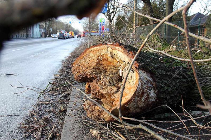Pie tilta uz A.Deglava ielas Rīgā nogāzies satrūnējis koks.