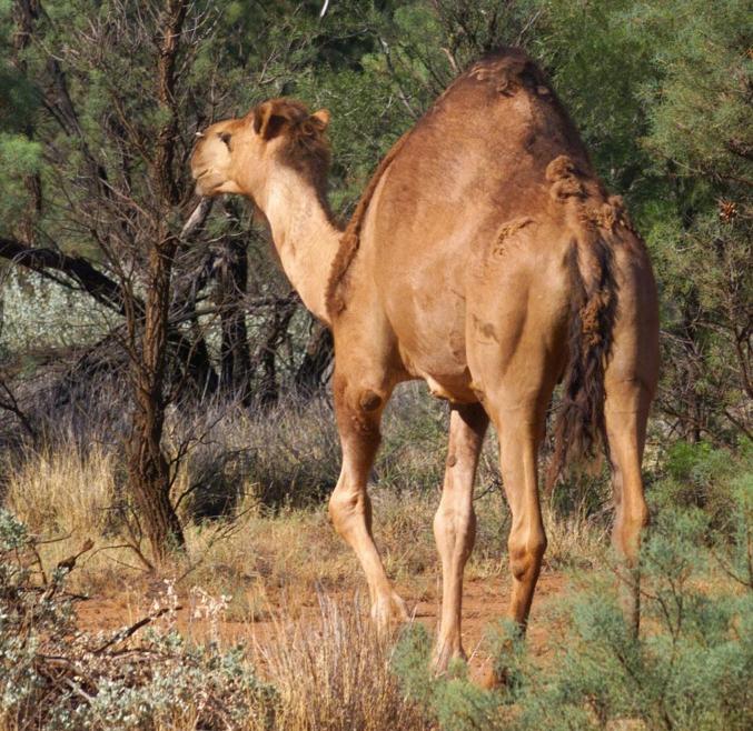 Austrālijā, izmantojot helikopterus, tiek izšauti tūkstošiem kamieļu, kas, ugunsgrēku iztramdīti, apdraud aborigēnu kopienas.