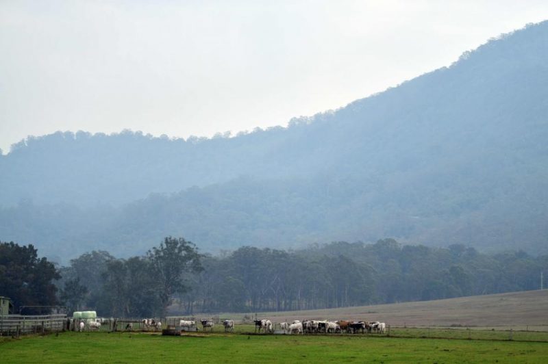 Vairākus meža ugunsgrēkos smagi cietušos Austrālijas austrumu rajonus ceturtdien sasniedzis lietus.