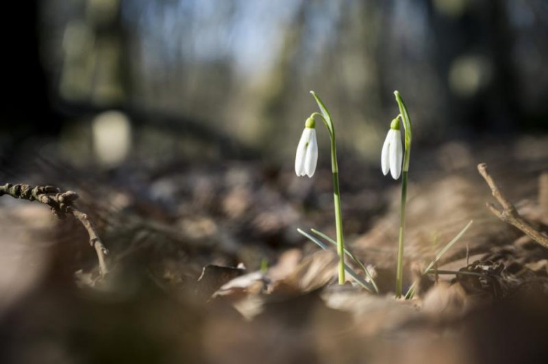 Sniegpulkstenītes