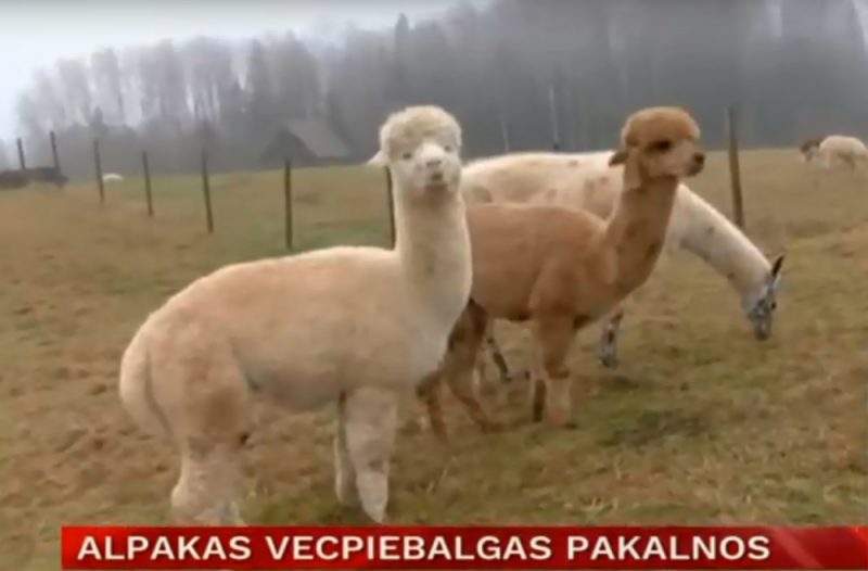 Alpakas Vecpiebalgas pusē.