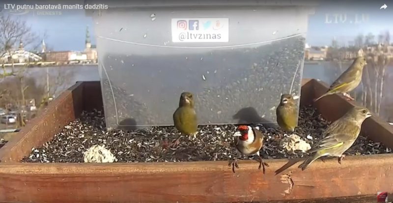 Zaķusalā LTV putunu barotavā viesoja dadzītis!