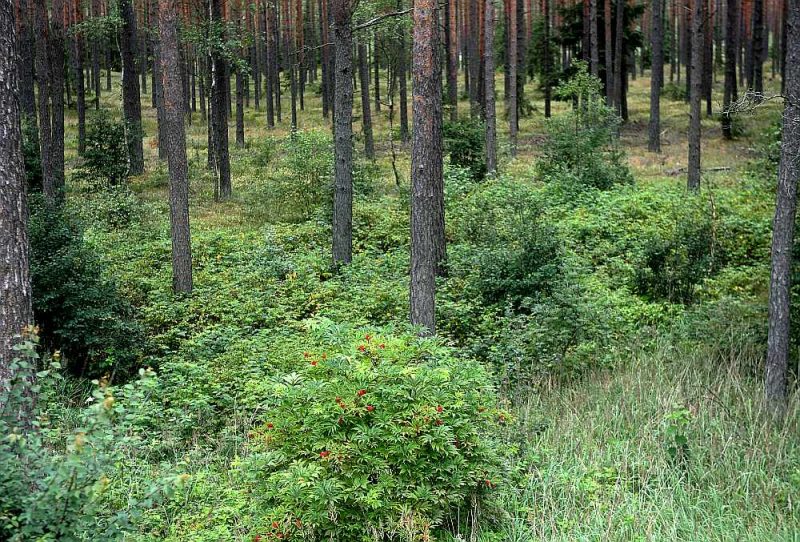 Pēdējo divu gadu laikā ap 6000 īpašumu mainījuši piederību no fiziskām uz juridiskām personām, un tie lielākoties ir t.s. mazie meža īpašumi.