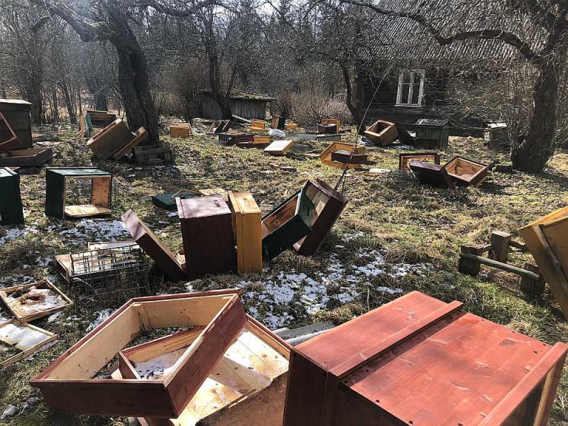 Lācis izpostījis visu stropu novietni, kas atradusies pie kādas neapdzīvotas mājas.