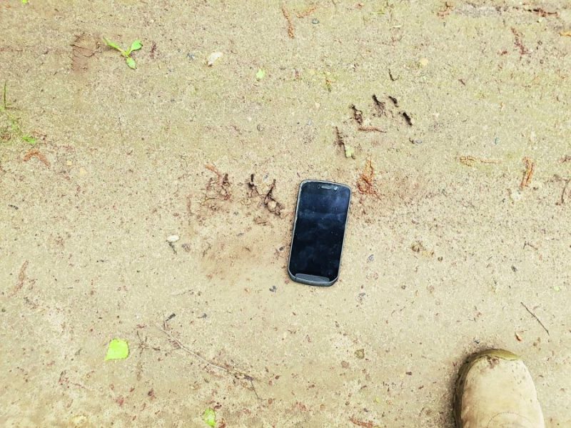 Lāča pēdas nospiedums salīdzinājumā ar mobilo tālruni