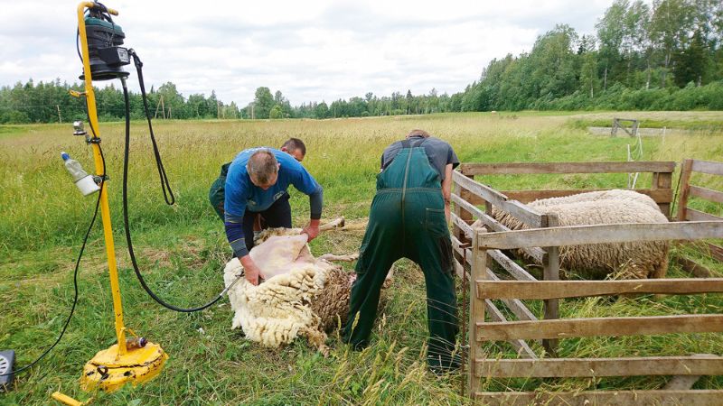 Ja nepieciešams nocirpt vien dažus dzīvniekus, to var izdarīt ganībās.