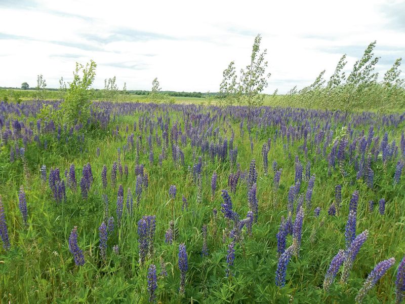 Lupīnu plantācija.