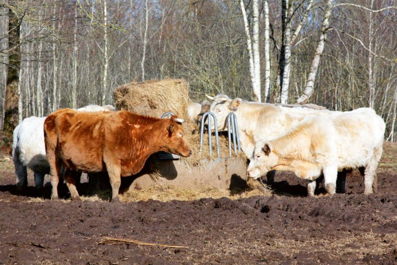“Zāģeru” ganāmpulku jau tuvākajā laikā gaida pārmaiņas.